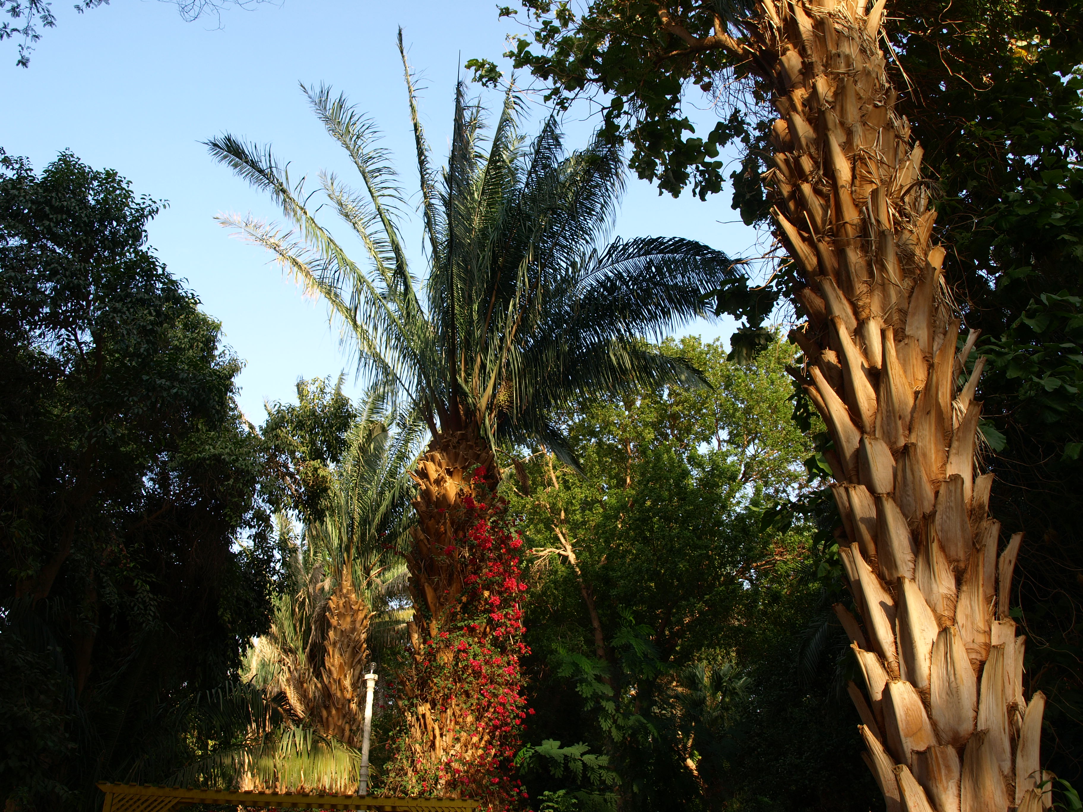 im botanischen Garten auf 
der Kitchener Insel