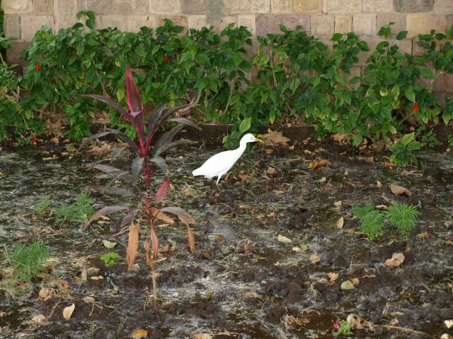 Ibis