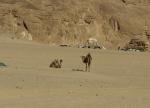 richtige Beduinenzelte und Dromedare
im Sinai (auf dem Weg zum Katharinenkloster)