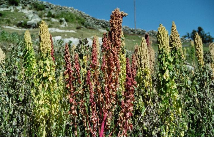 Quinoa
Aufgenommen von Natascha in Südamerika