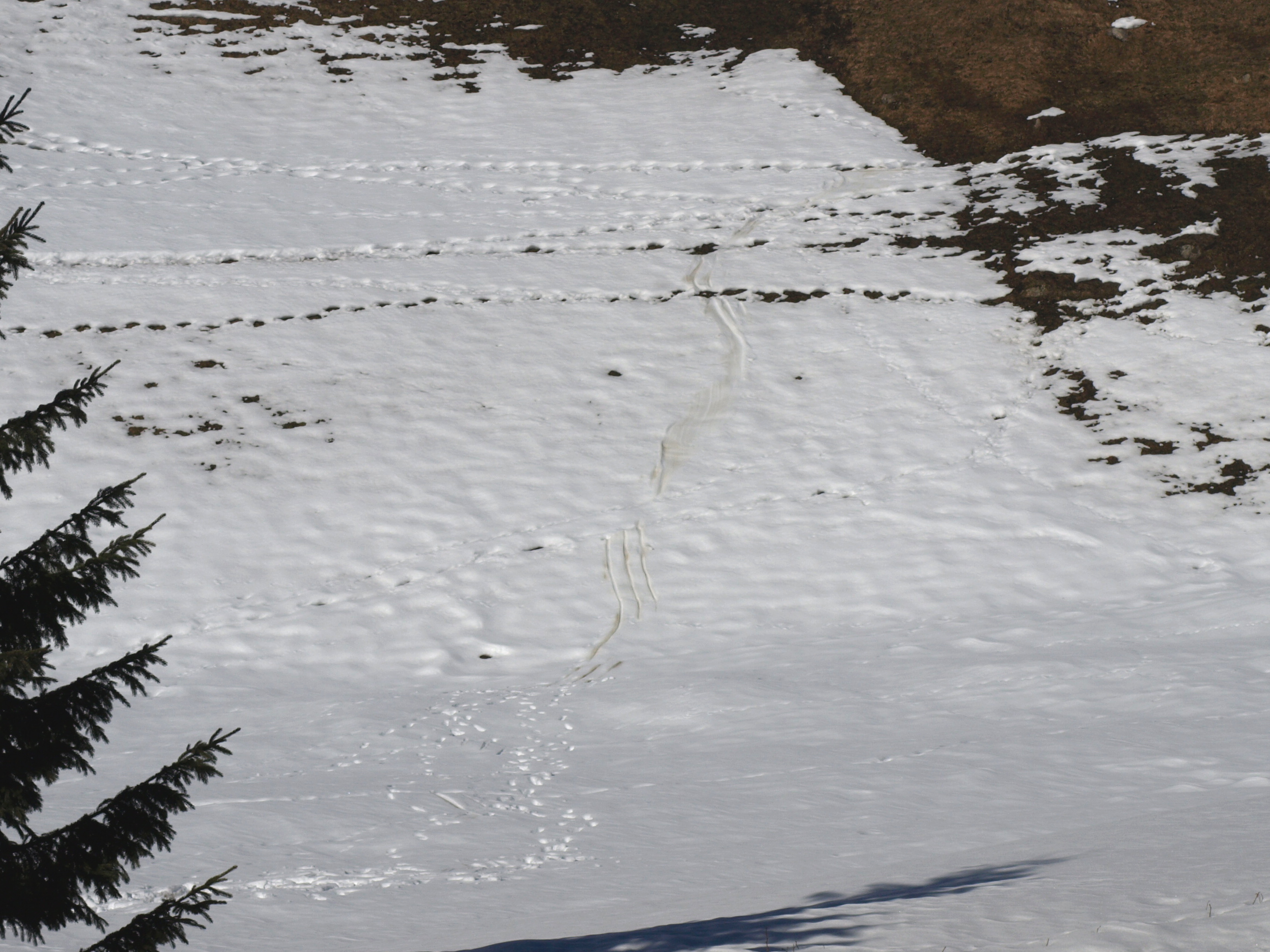 Schleif- und Fussspuren im Schnee