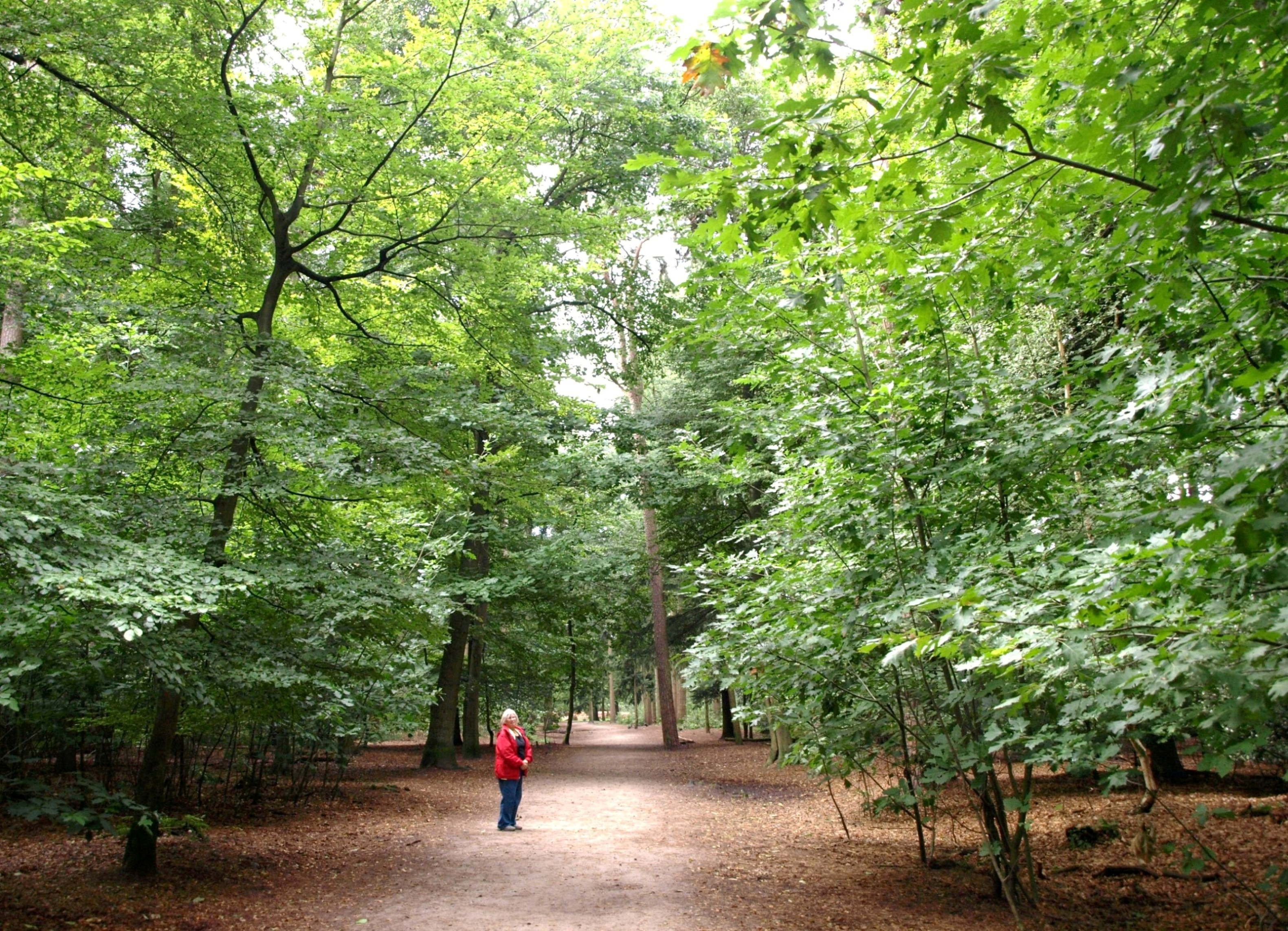 im Wald Mastbos