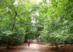 im Wald Mastbos