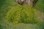05__Asparagus