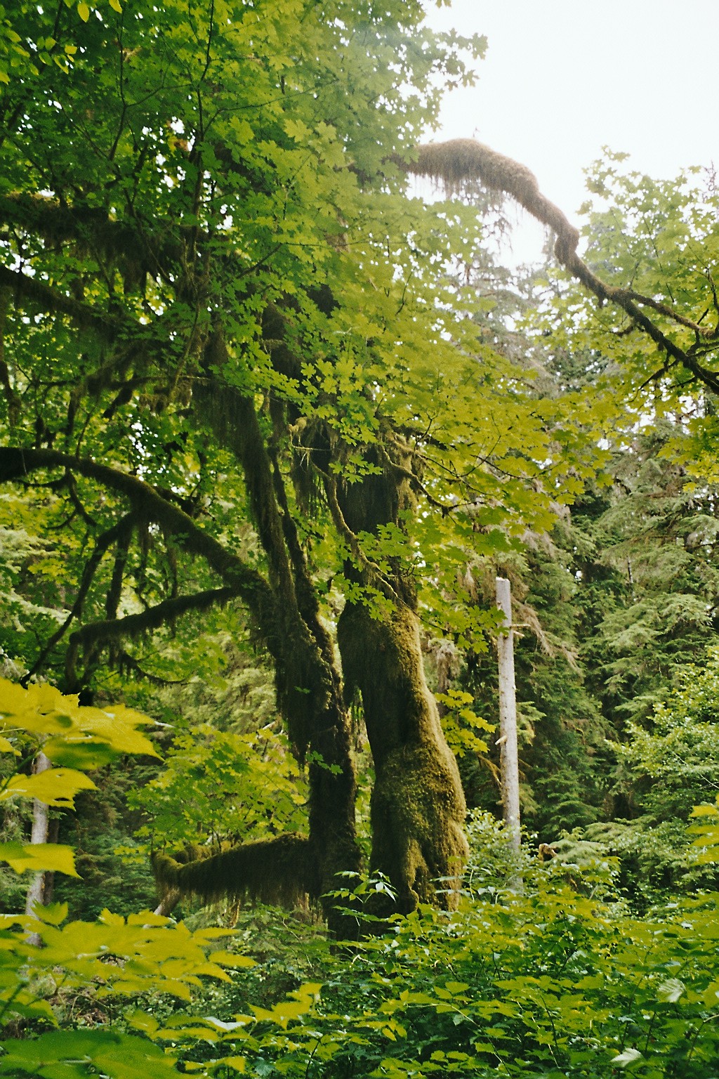 34_Regenwald im Sonnenlicht