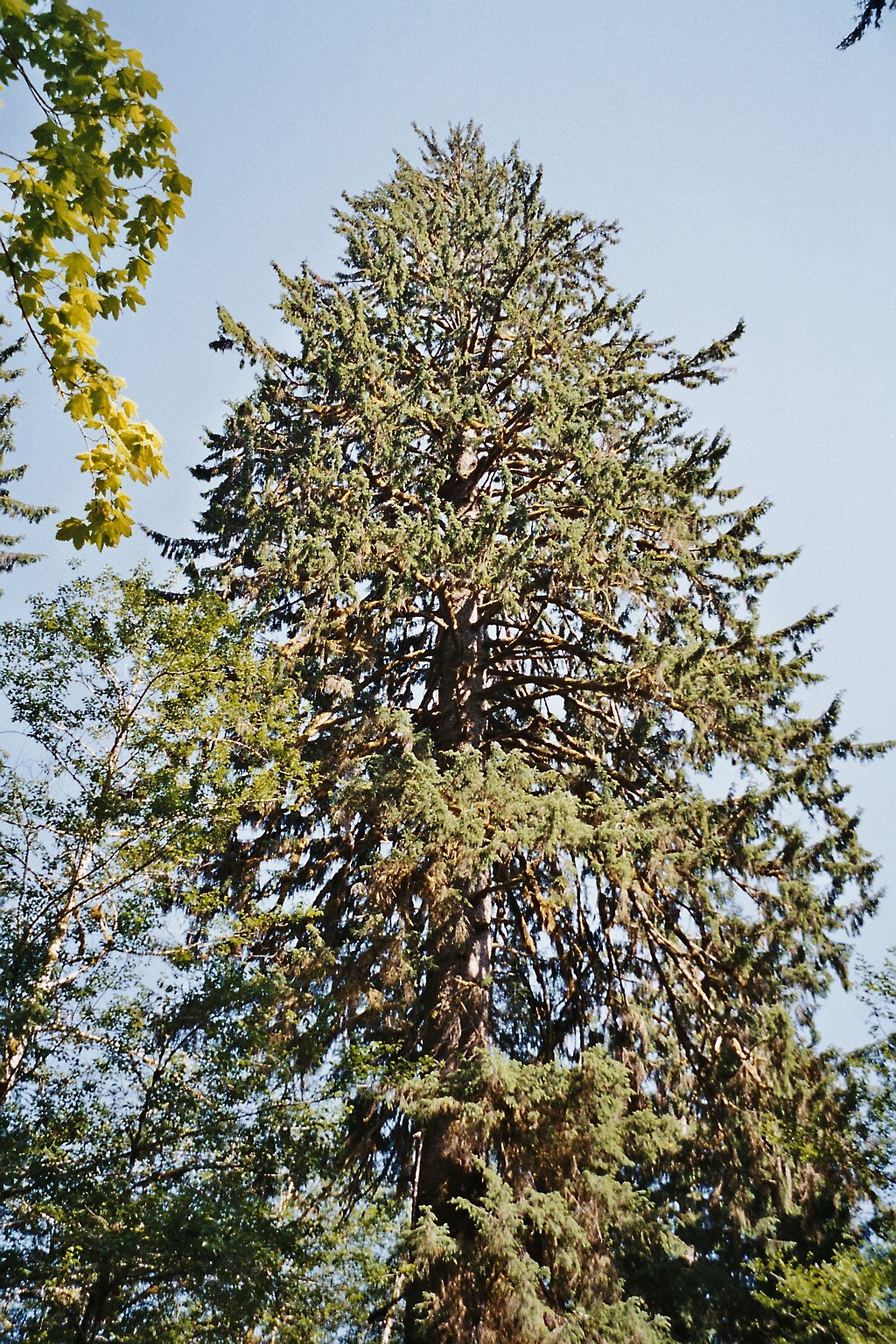 02__einzelner Baum