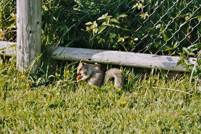 03__Lincoln Hörnchen