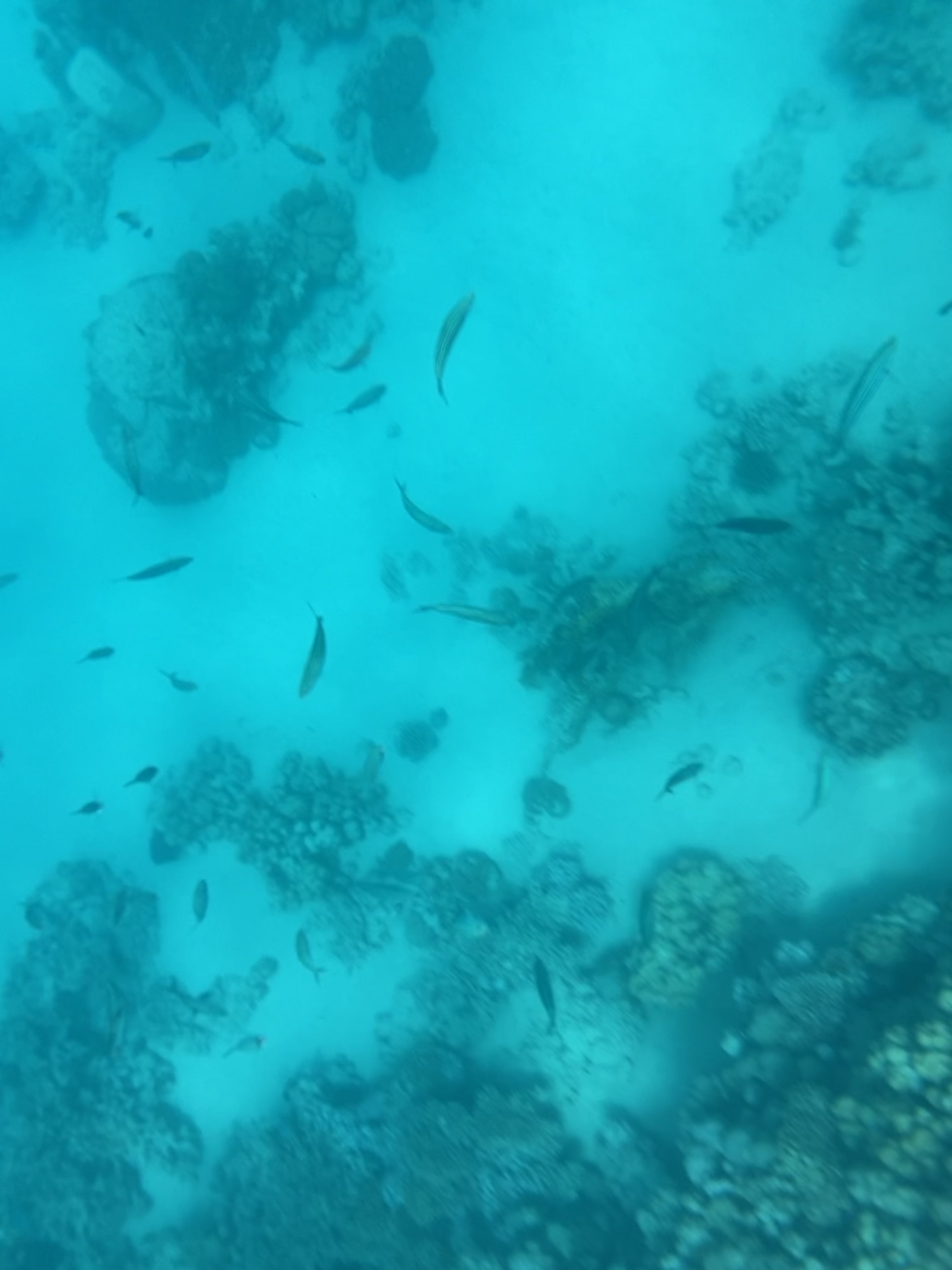 viele Fische am Riff