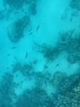 viele Fische am Riff