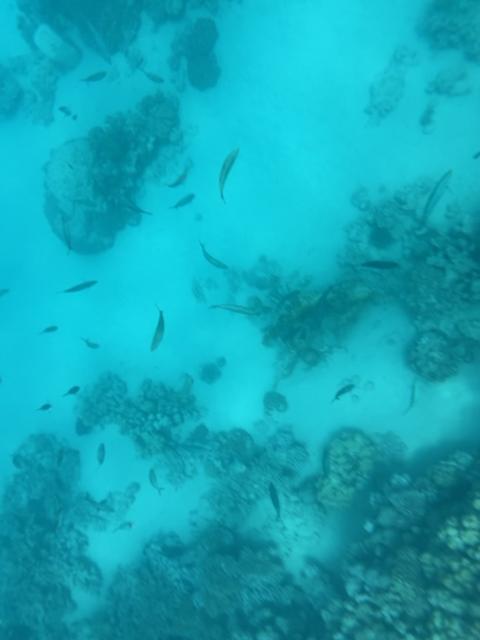 viele Fische am Riff