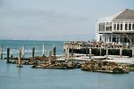 30_Sea Lions Pier 39