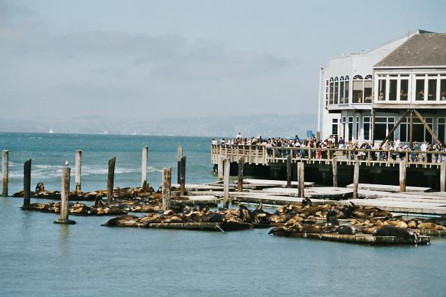 30_Sea Lions Pier 39