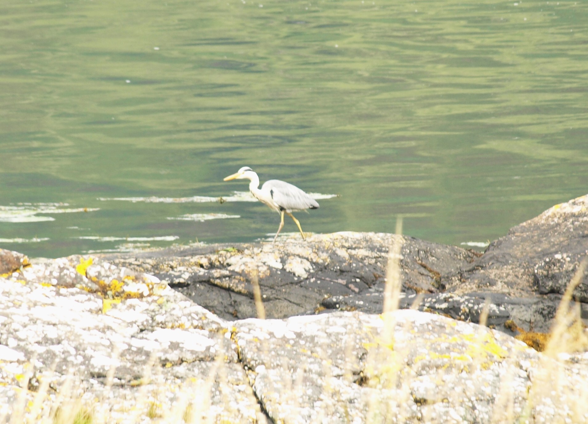 Heron (Graureiher) bei Eilean Donan Castle