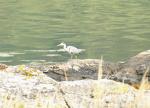 Heron (Graureiher) bei Eilean Donan Castle