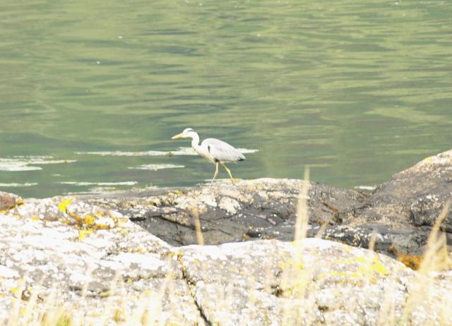 Heron (Graureiher) bei Eilean Donan Castle