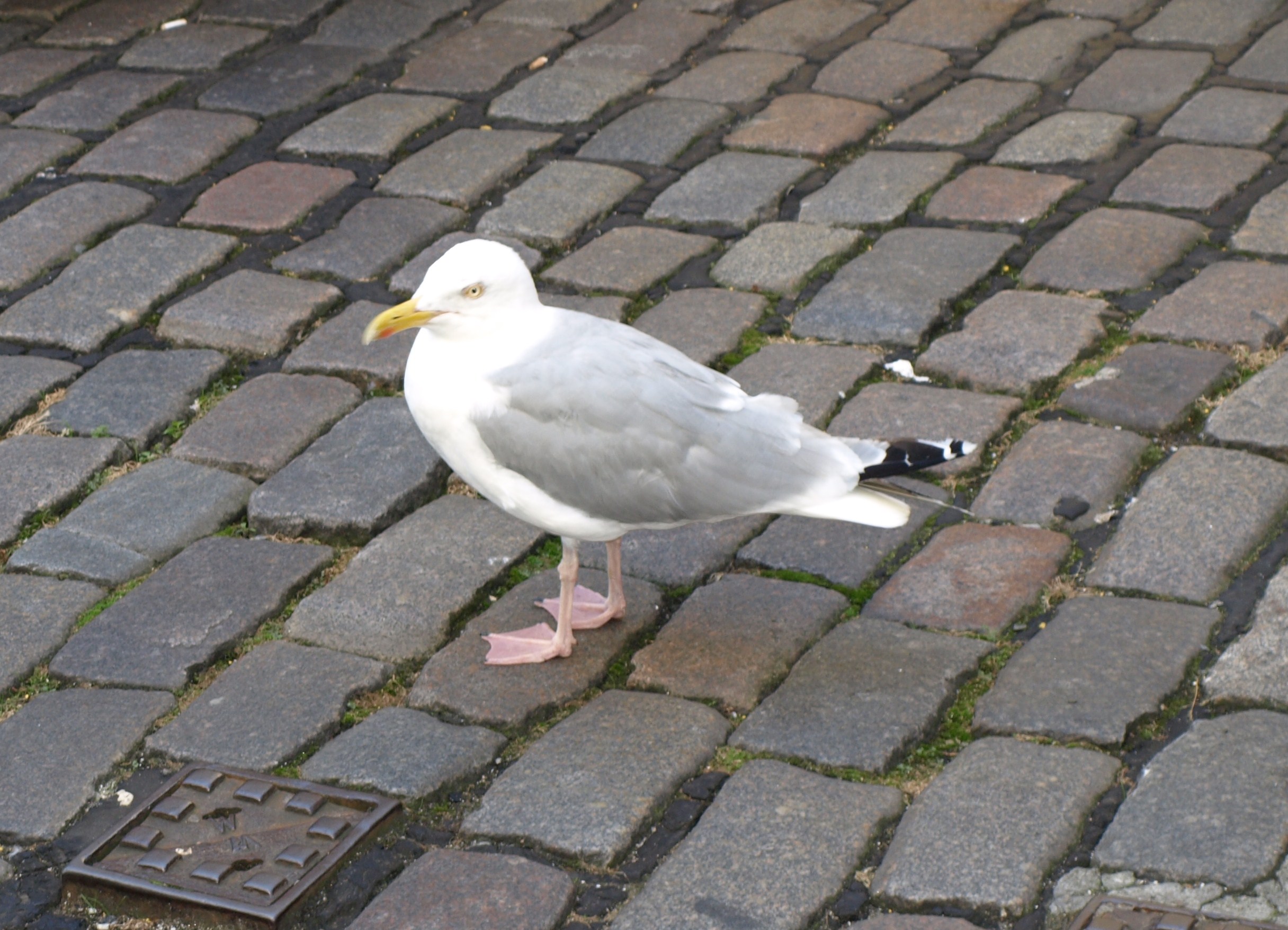 Möve auf der Strasse in Aberdeen