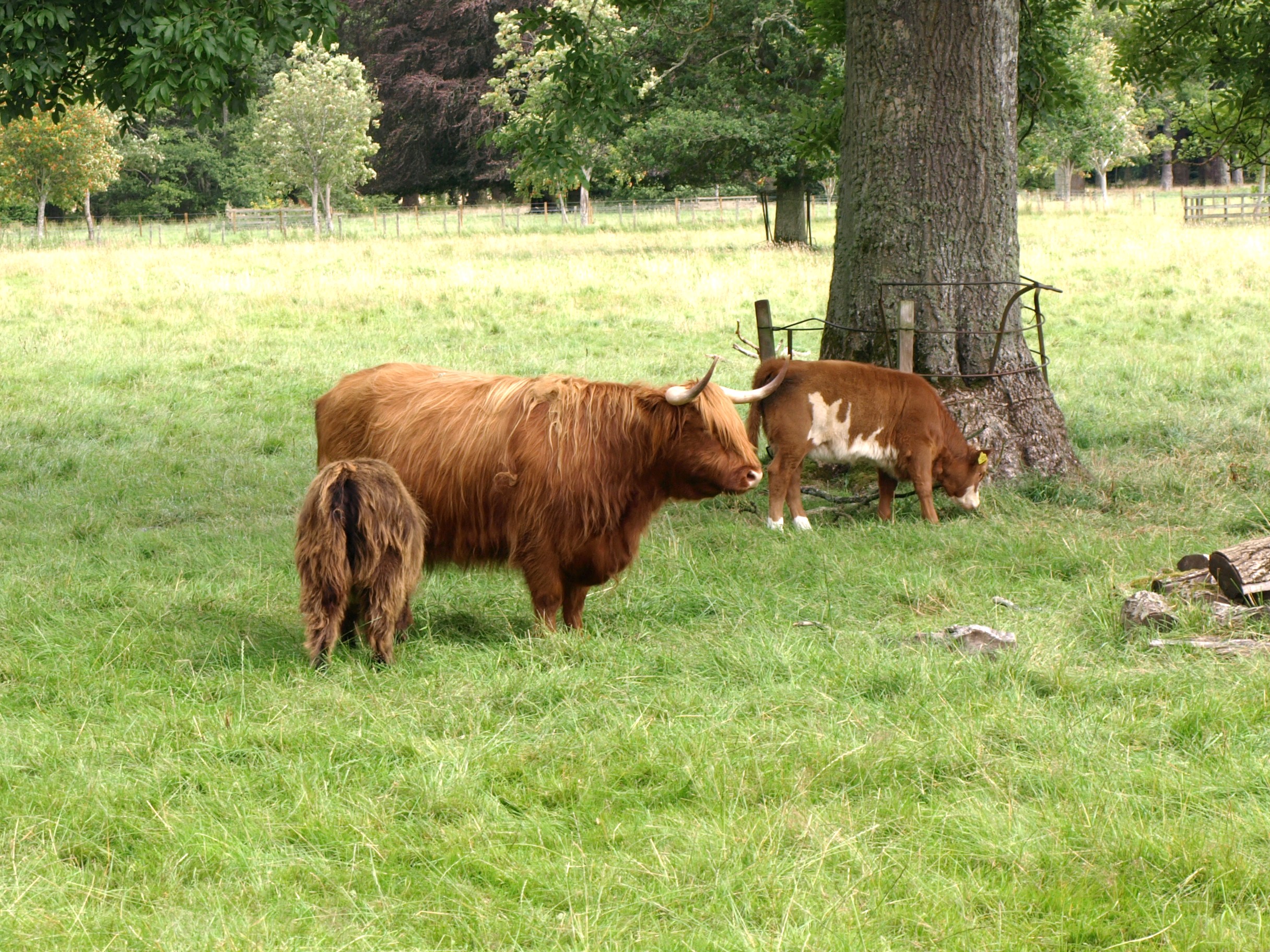 Highland Cows