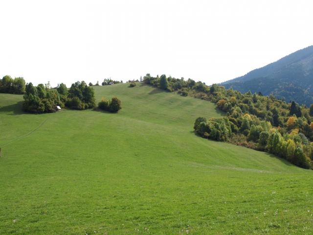 Der Wald wächst