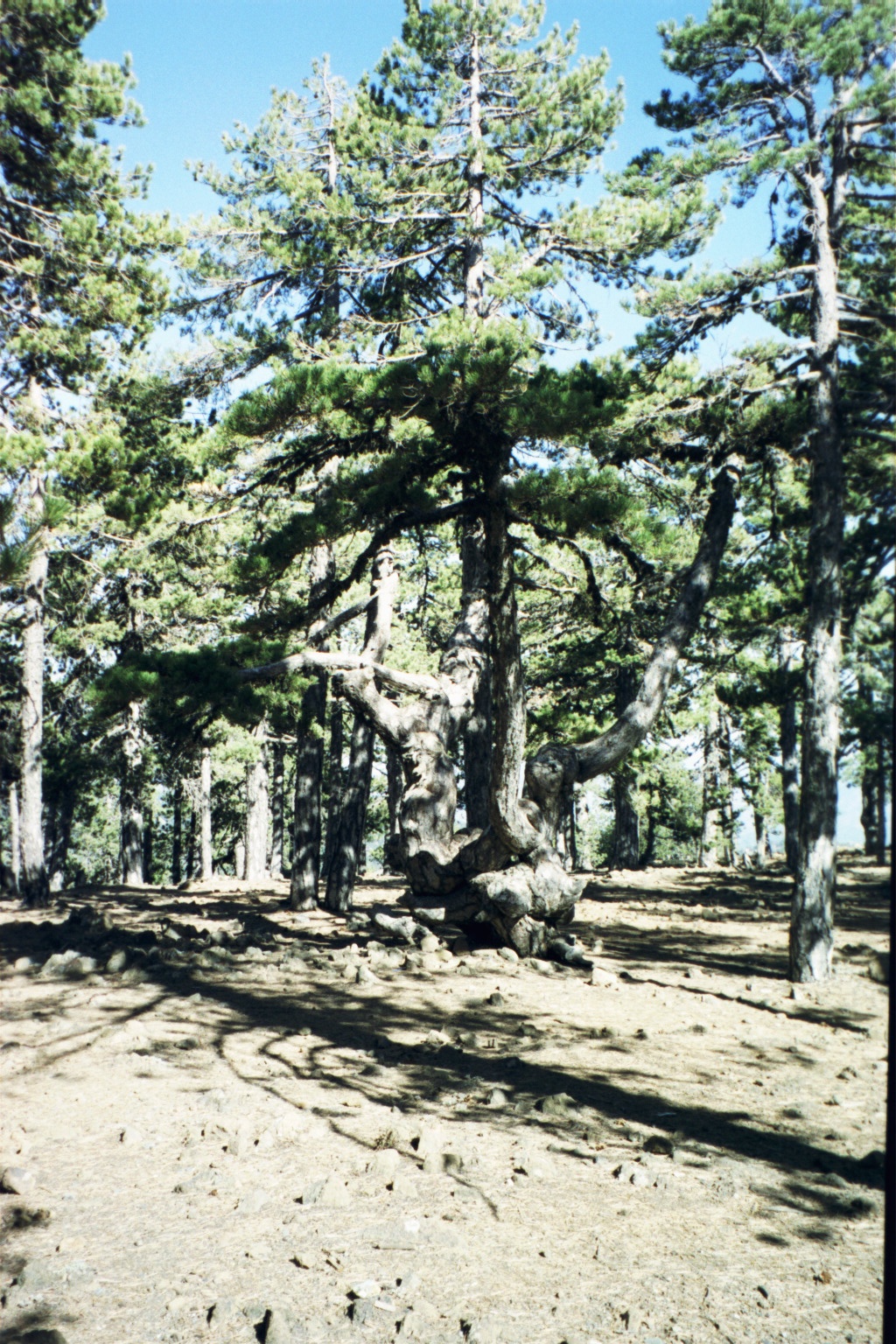 11__Wald im Trodos Gebirge