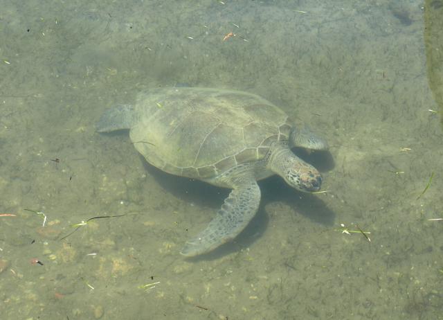 Caretta Caretta