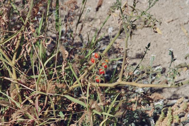 wilde Tomaten