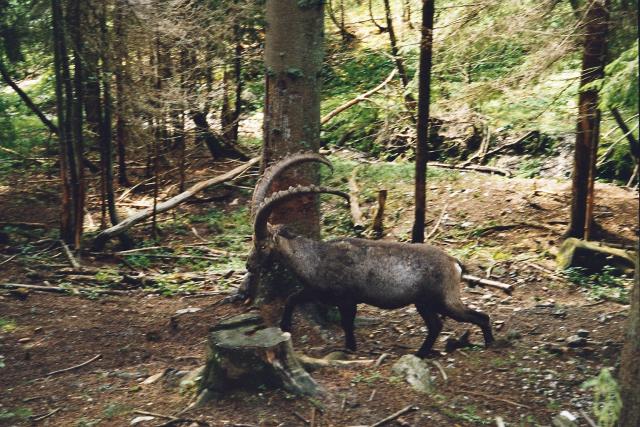 26 Steinbock