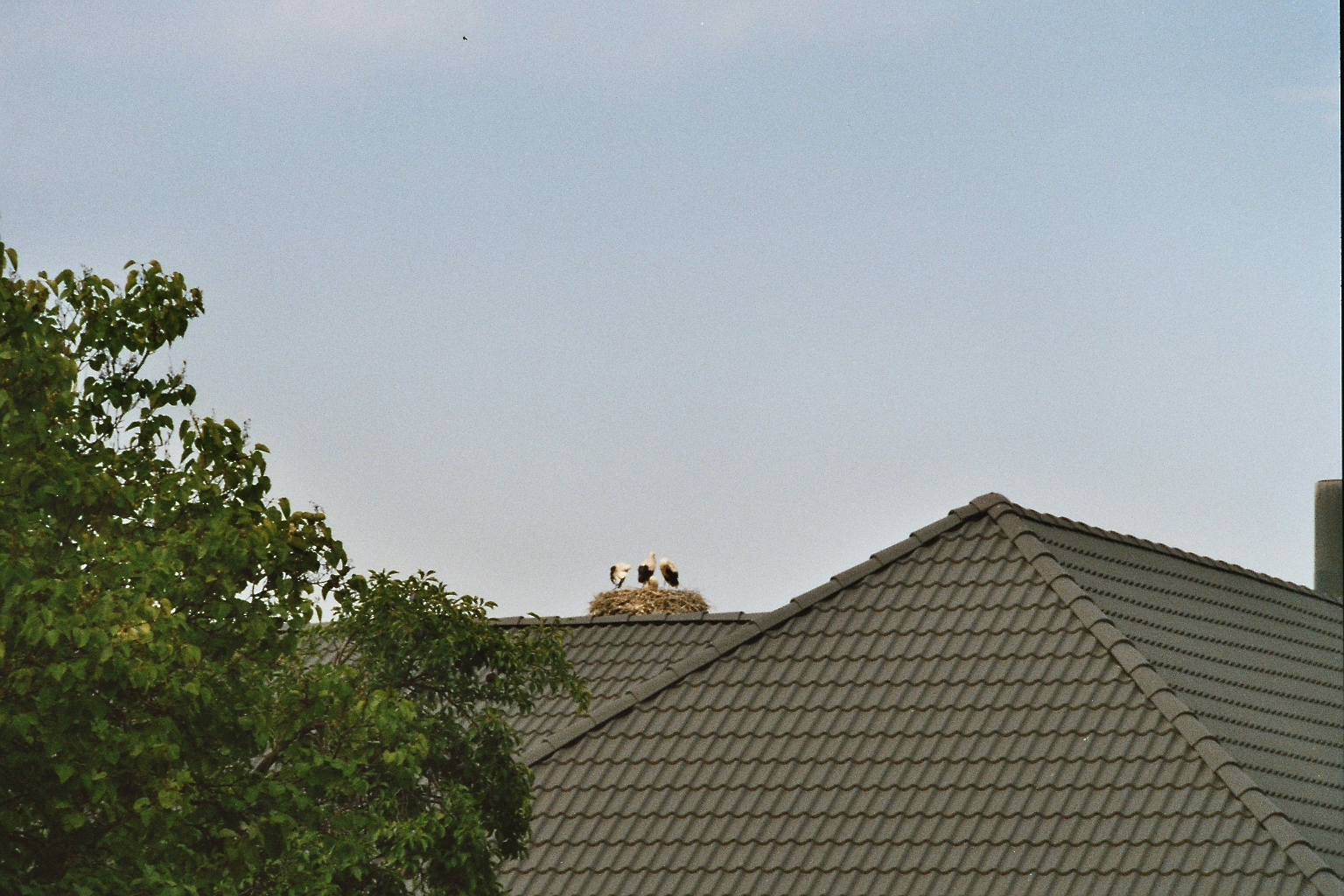 30 Familie Storch (Losdorf)