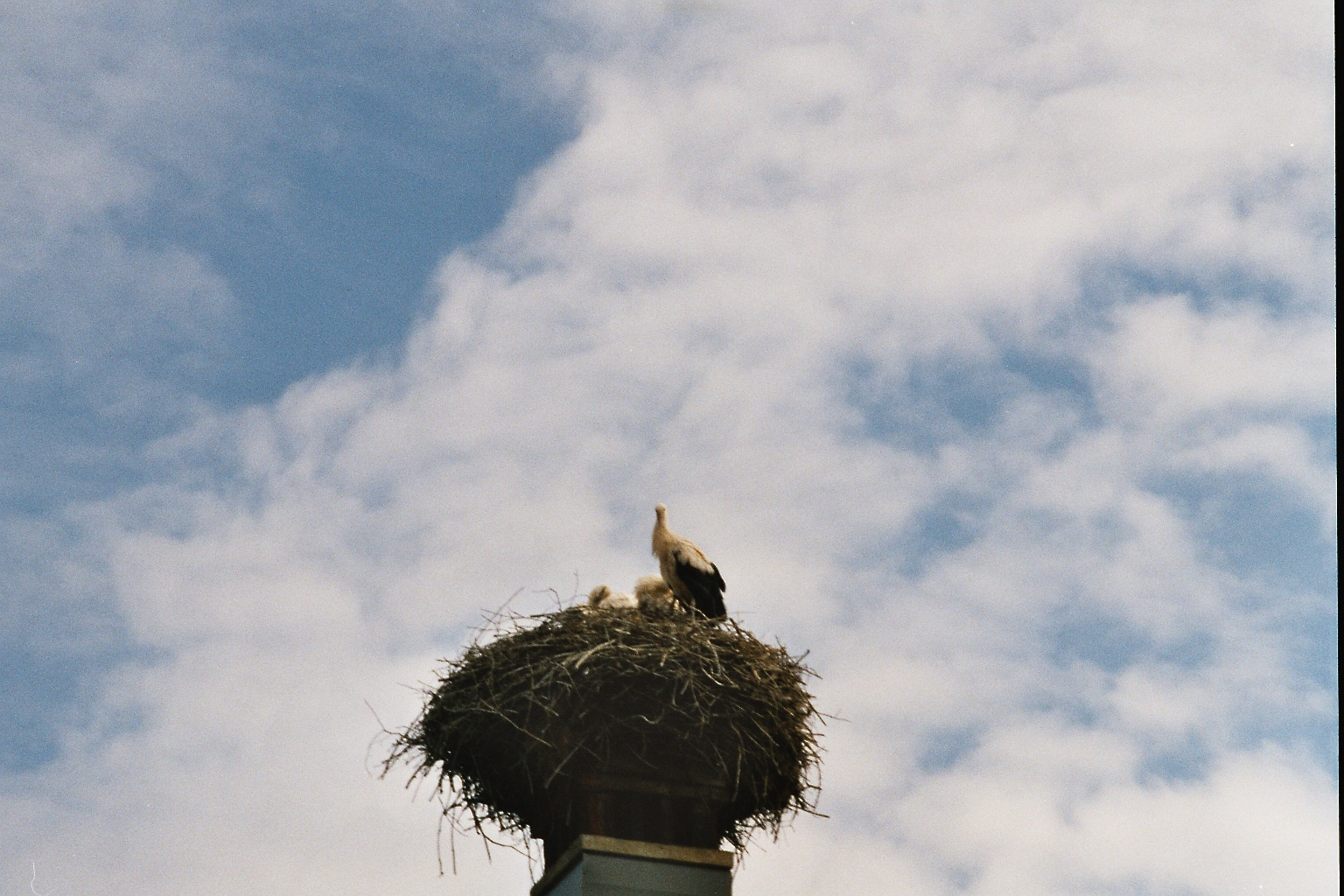 31 Familie Storch (Losdorf)