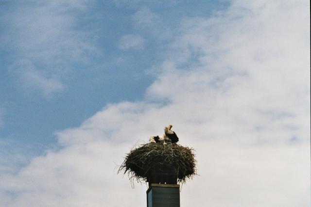 32 Familie Storch (Losdorf)