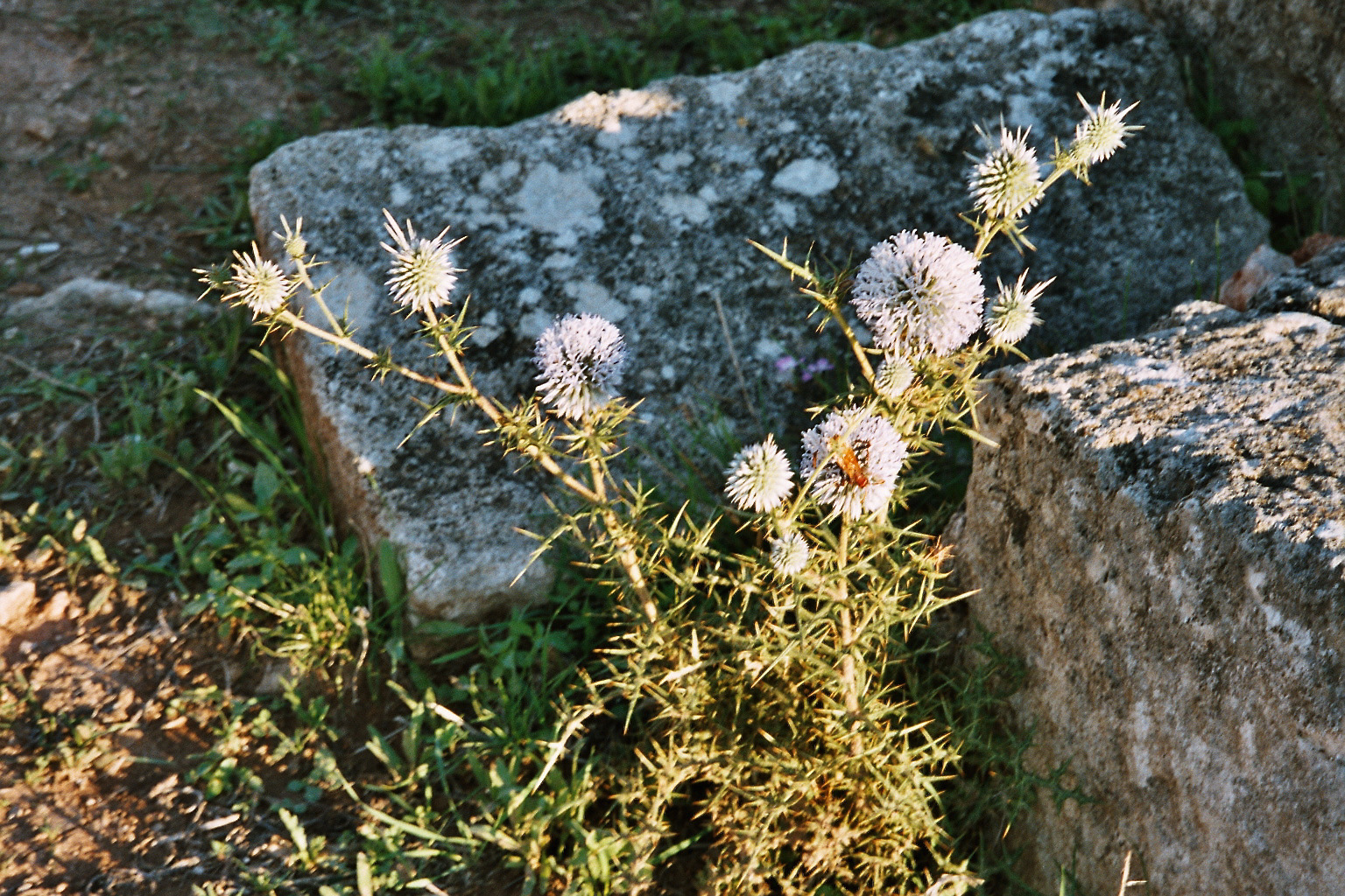 dornige Blüten