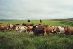 die Kühe interessieren sich für Touristen