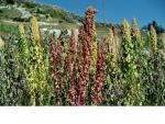 Quinoa
Aufgenommen von Natascha in Südamerika