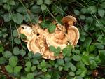 Pilze im Wald Mastbos
