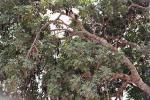 Blick in einen Johannisbrotbaum