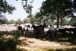 08 Pferde bei Lipica